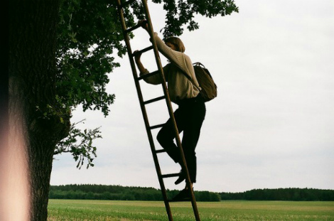 перелётная птица