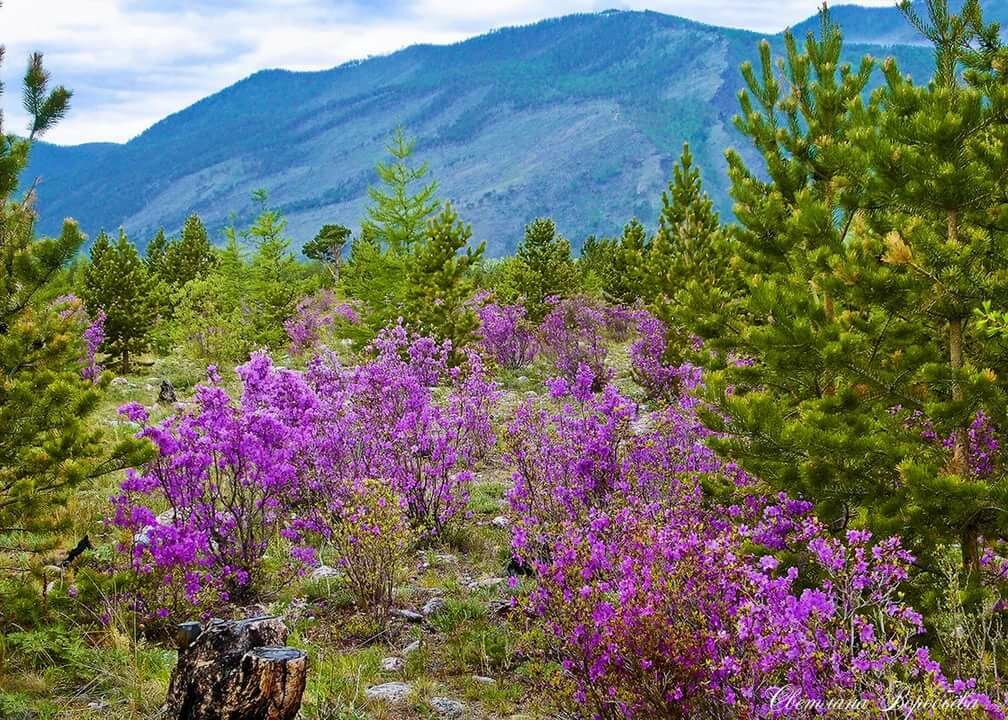 Купить Цветы В Шилке Забайкальский Край