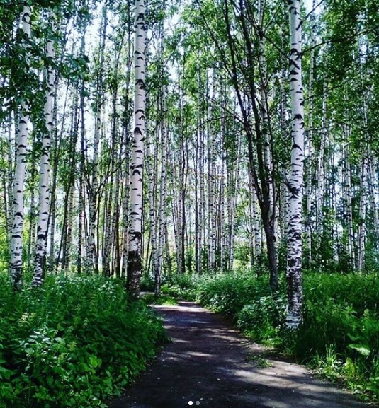 Берёзы