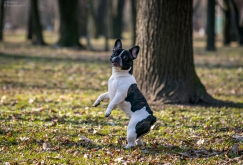 Собачье терпение