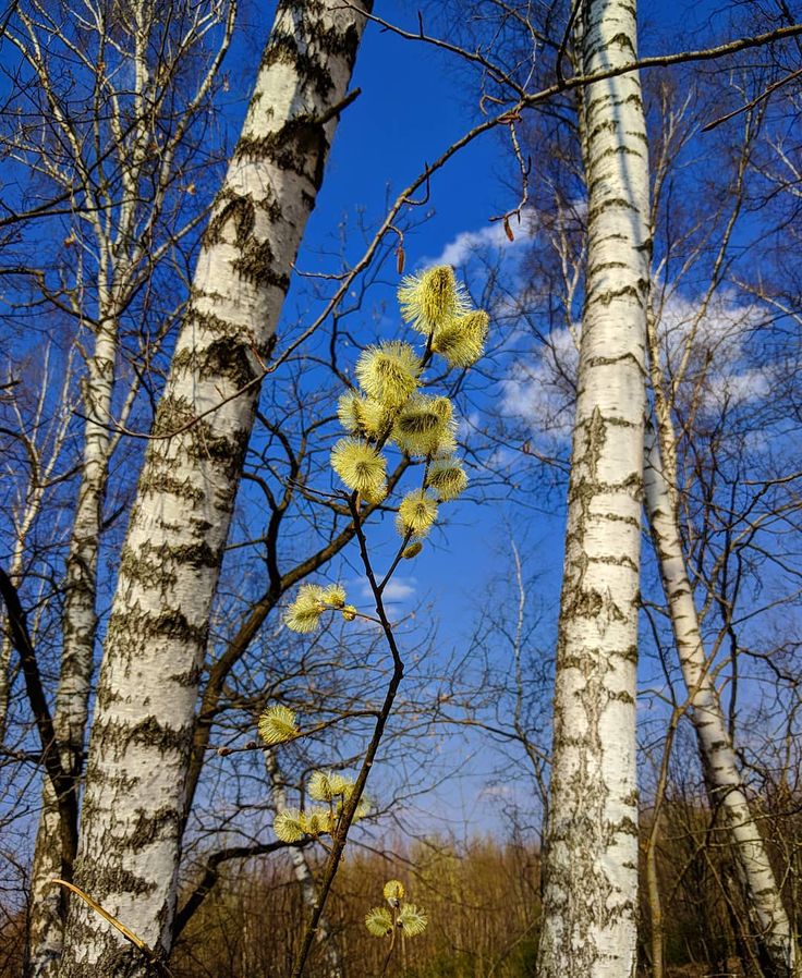 Апрель на даче