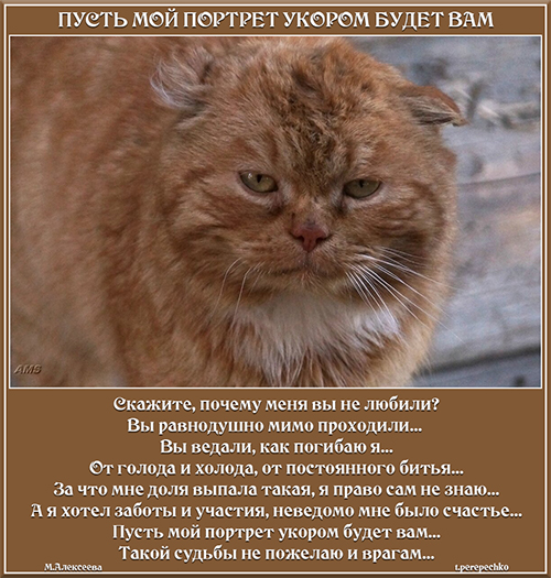 Пусть мой портрет укором будет вам