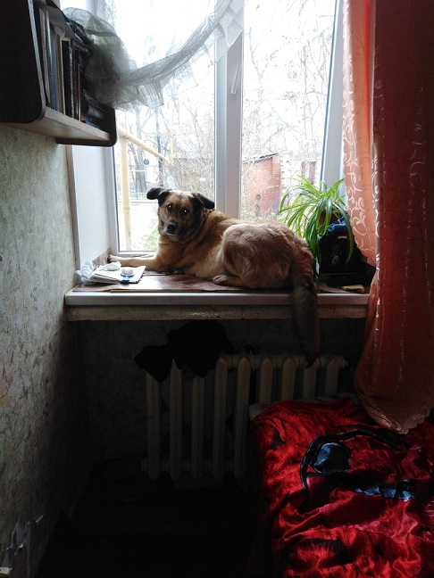 Ностальгия собаки Матильды