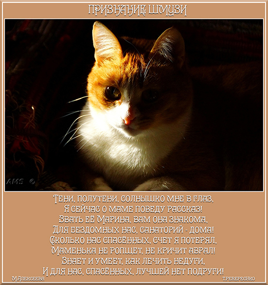 Признание Шмузи