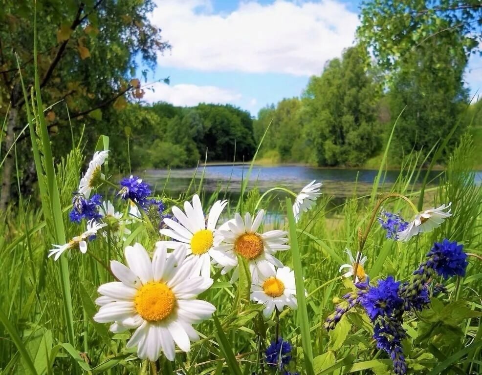 Вот опять по тебе заскучала