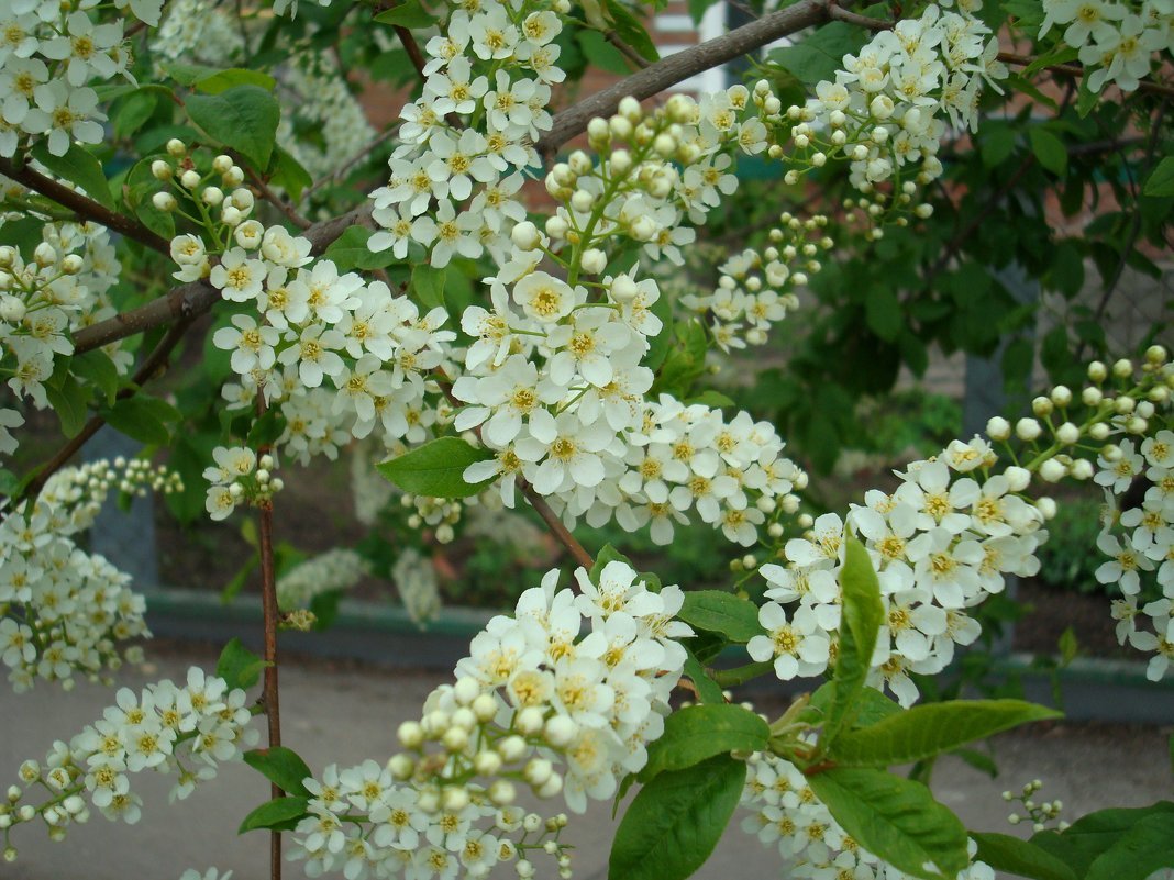 Белая черемушка. Черемуха цветет. Цветущая черемуха дерево. Черемуха в Краснодаре. Цветение черёмухи.