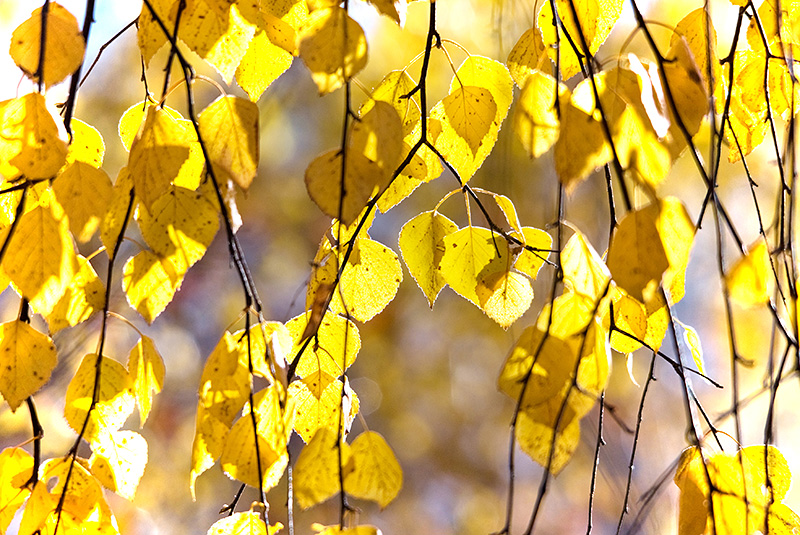 Березка пожелтела. Листва березы осенью. Желтые листочки березы. Листья березы осенью. Осенняя ветка березы.
