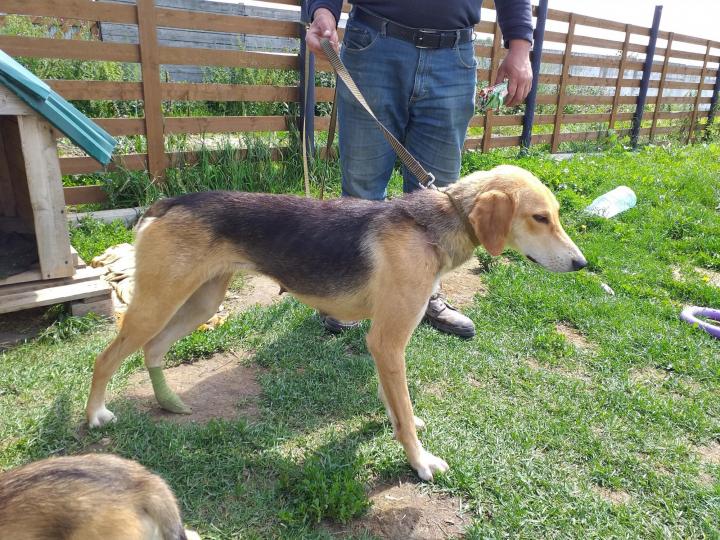 Охота на лису