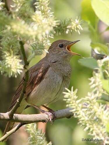 Ах, соловей!