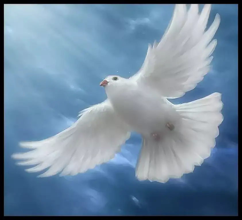 Белыми голубями летите к маме домой. Белый голубь. Голубь летит. Красивый белый голубь. Парящий голубь.