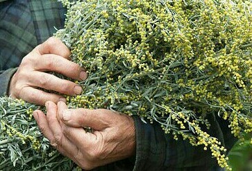 В белой гречке ходит утром солнце... с укр