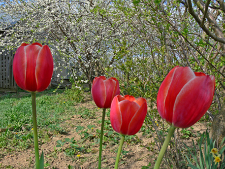 С Первомаем!