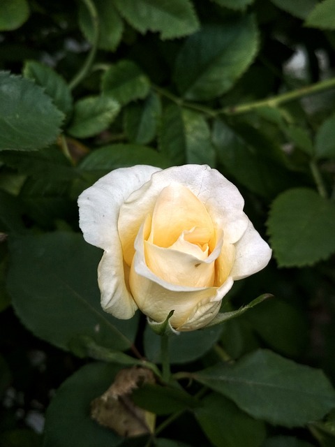 Из дураков не метить в князи