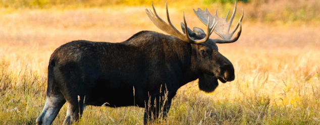 Как мы охотились на лося