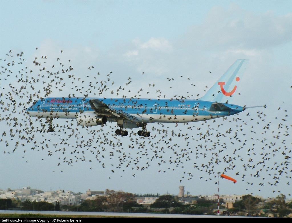 Самолет туда летает. Боинг 757 авиакатастрофы. Столкновение самолета с птицей. Стая самолетов. Это птица это самолет.