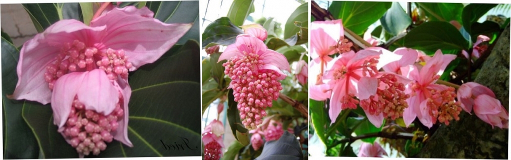 Тропическая красавица