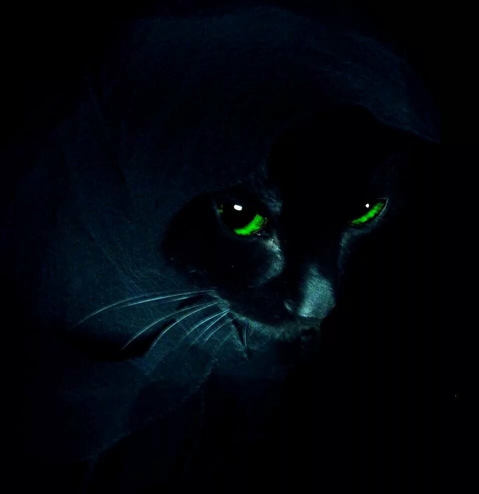 Аватар черный кот. Кошачьи глаза в темноте. Кошка в темноте. Чёрный кот. Черная кошка в темноте.