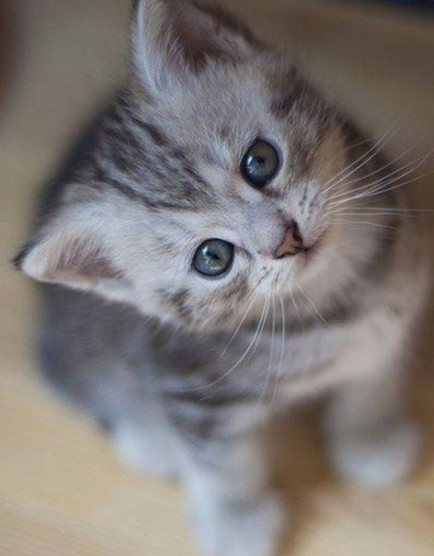 серый котёнок. миленькие котята. черный котенок. серый котёнок. серо-белый котёнок.