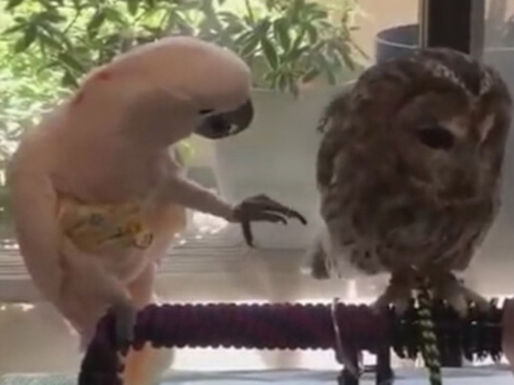 Вирусное видео: