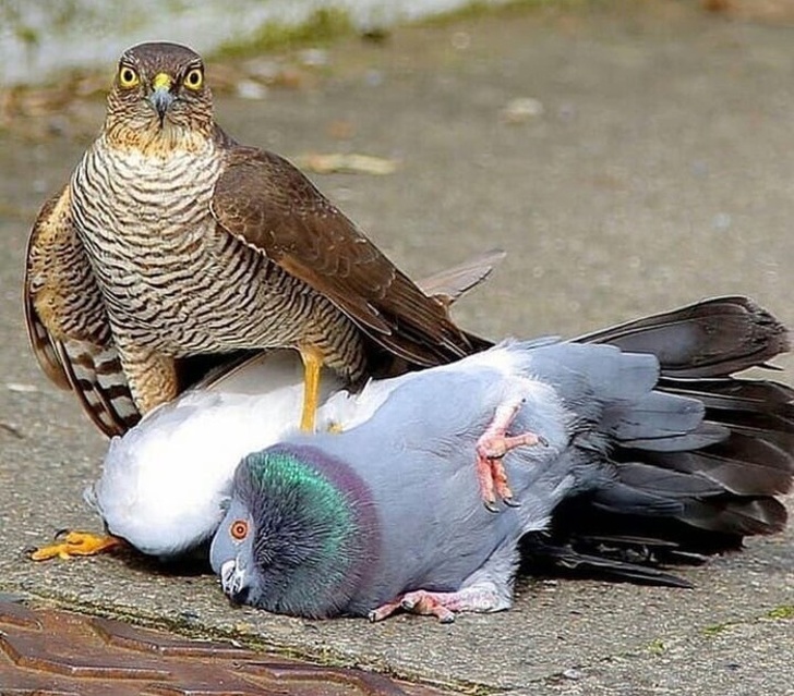 Игра в авторитеты!