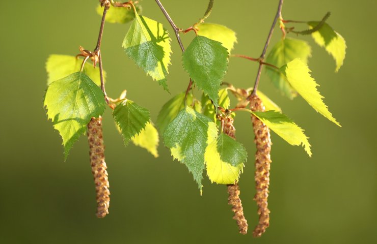 Серёжки у берёзки (Лё-Ля) / Стихи.ру