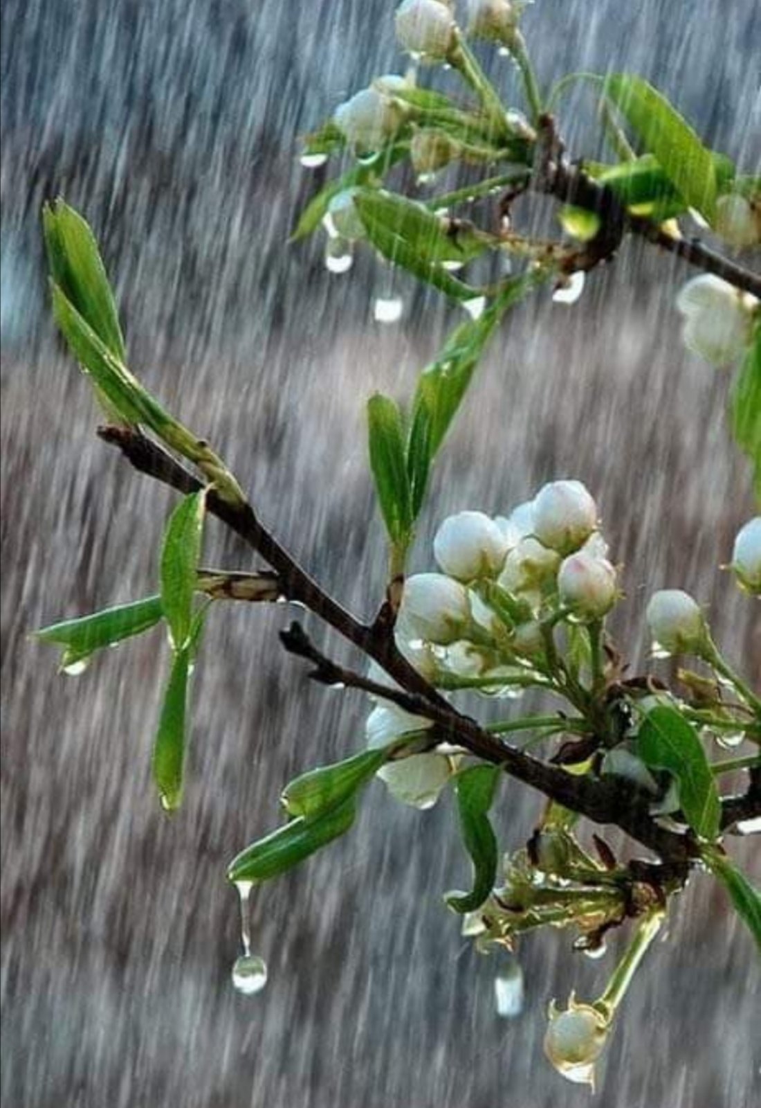 Открытки с дождливым весенним утром. Весенний дождь. Хорошего весеннего дня. Весенний дождик.