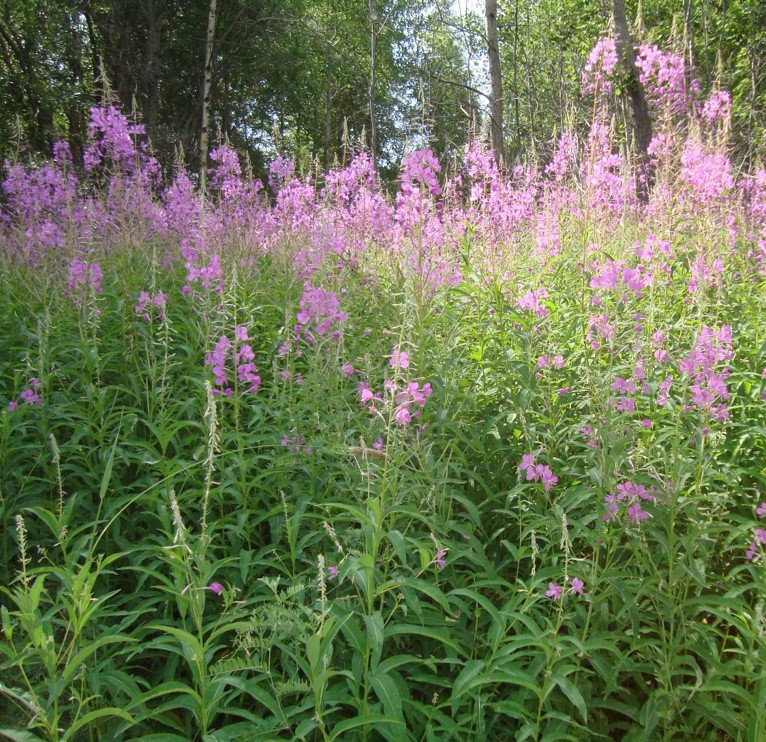 Радушное настроение
