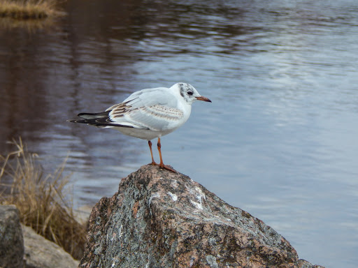Скорее бы лето