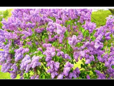 Без тебя этот вечер серебряный