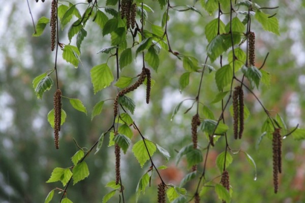 Берёзка роняет слёзы