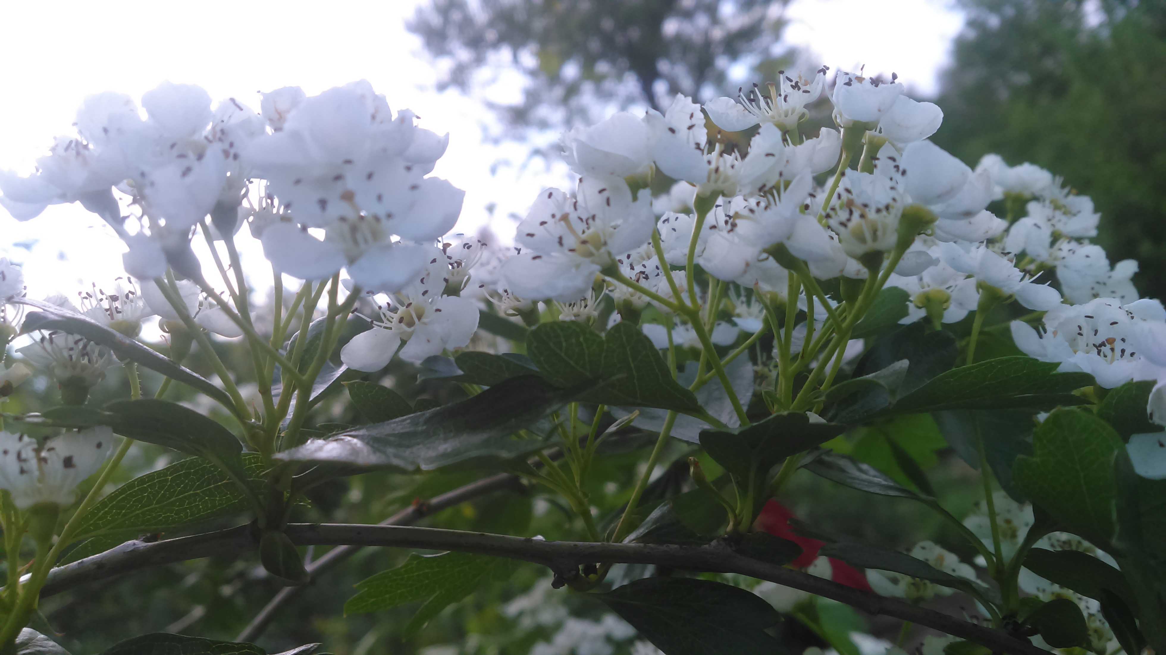 Всю жизнь рассказы о войне. Спешно рыли окопы...