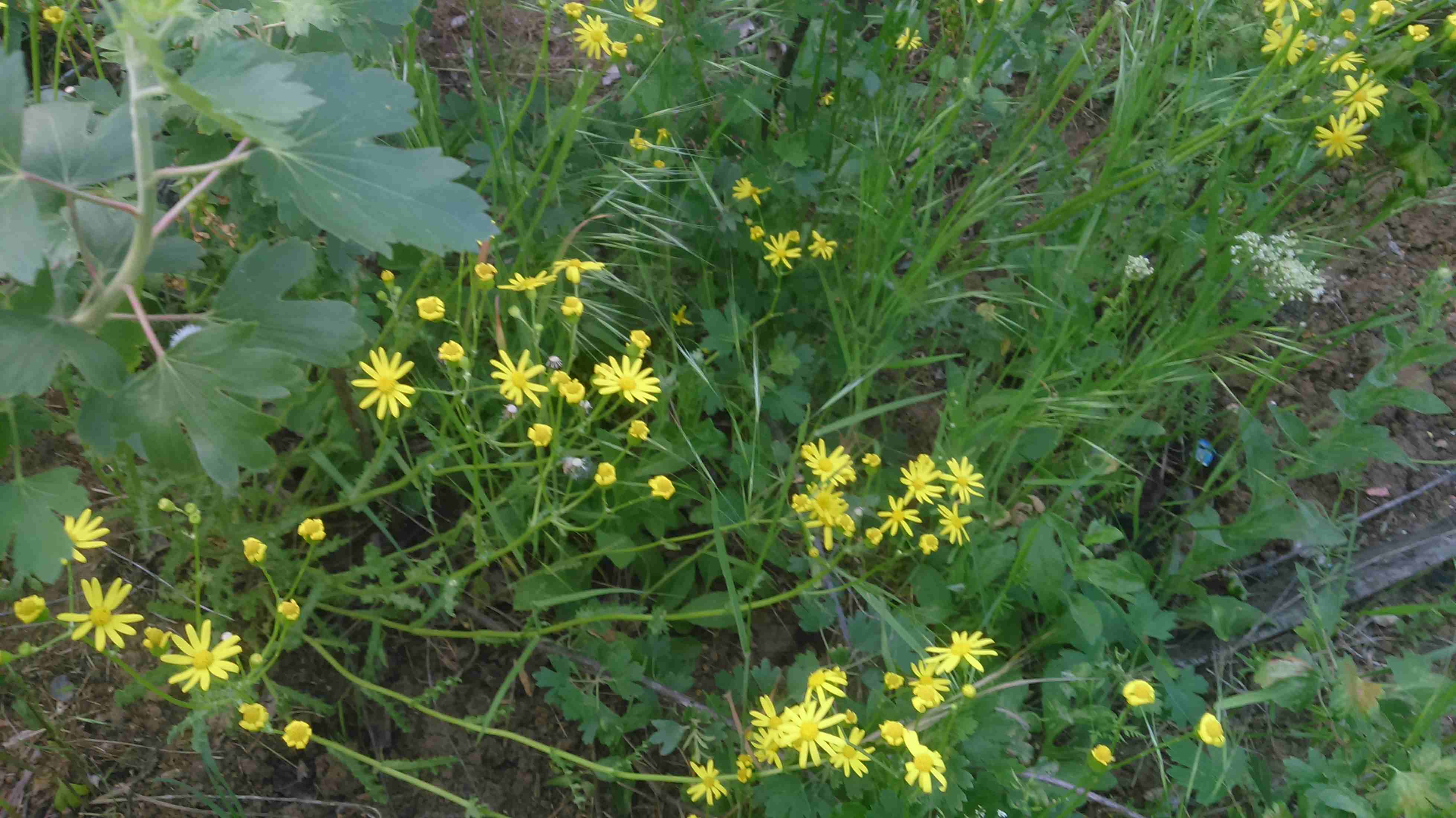 Всю жизнь рассказы о войне. Военный госпиталь...