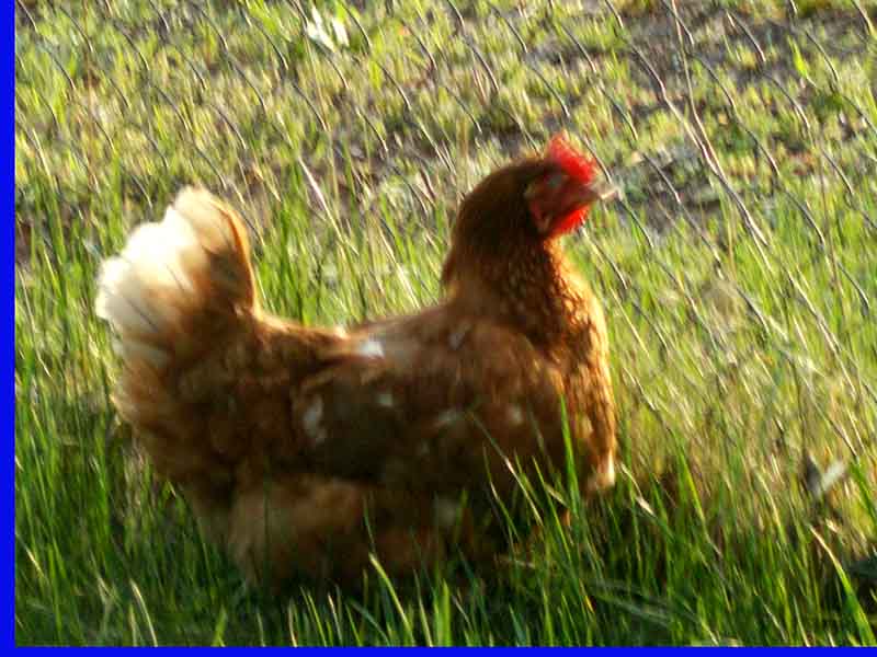 Шива, мой ласковый Сивка!