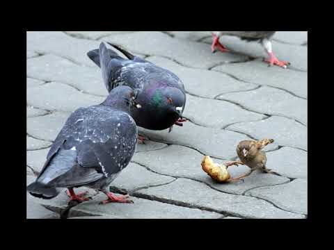 Маленькая птичка