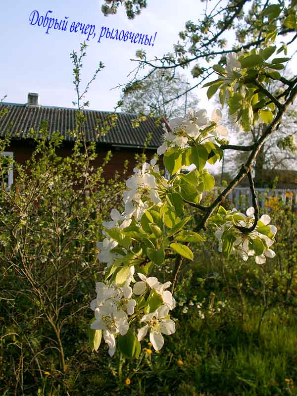 В тибя, шо, как бутто