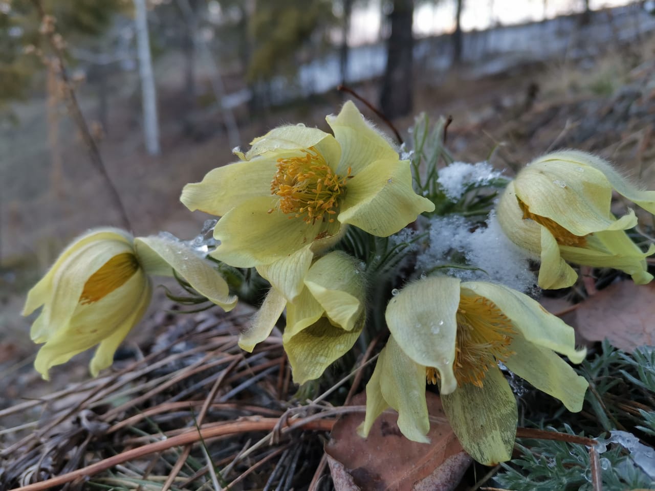 За нас, за людей... Пандемия!