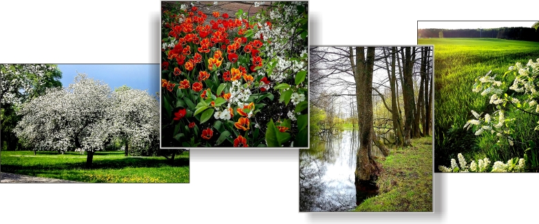 В тебя, в цветущий май влюбленный