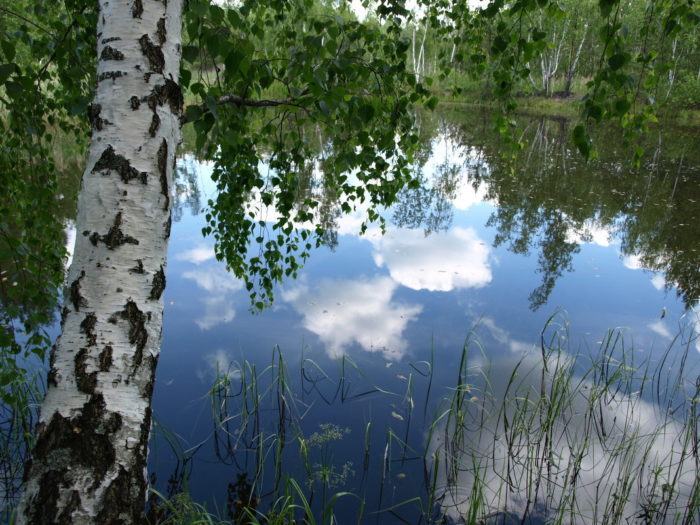 Клён с берёзкою шептались