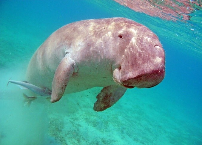 Magical Marine Life in the Philippines Dugong, Endangered animals, Sea turtle sp