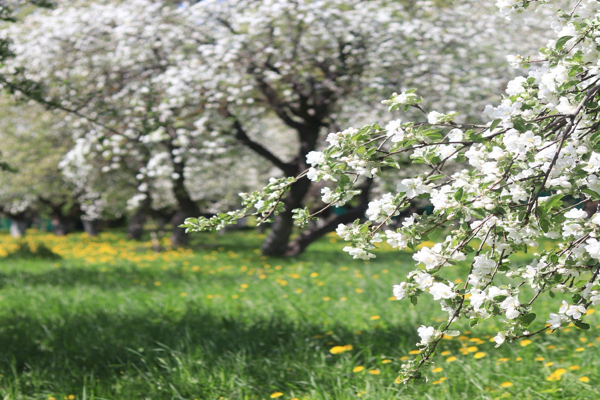 1 мая трава. Ясная Поляна Яблоневый сад в цвету. Ясная Поляна цветение яблонь. Яблоневый сад вишневый сад. Ясная Поляна Яблоневый сад цветение.