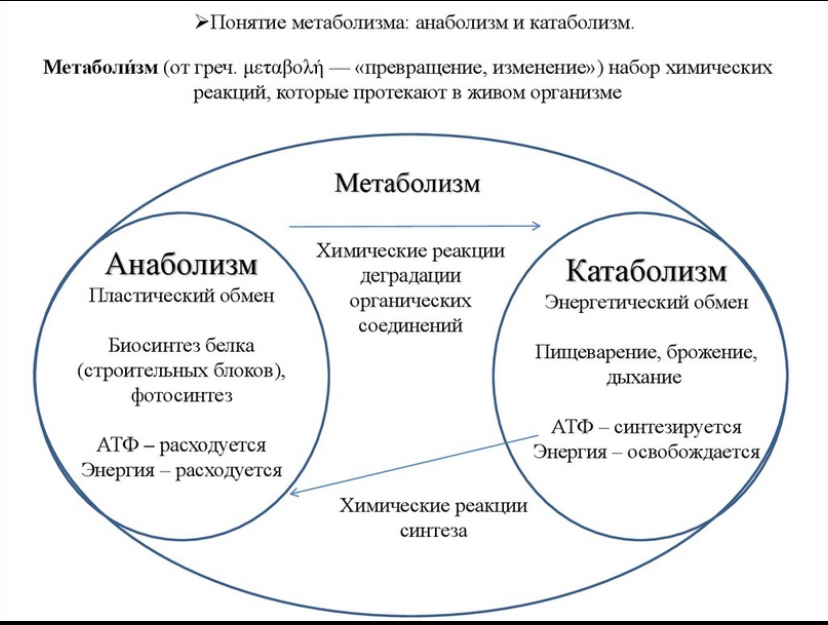 Что такое хиазм Что такое хиазм