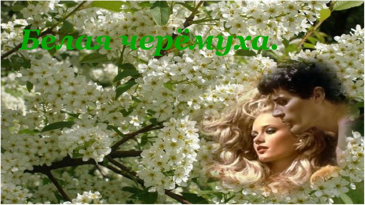 Весенняя любовь песня. Белая черемуха. Черемуха любовь. Черемуха цветет в саду.