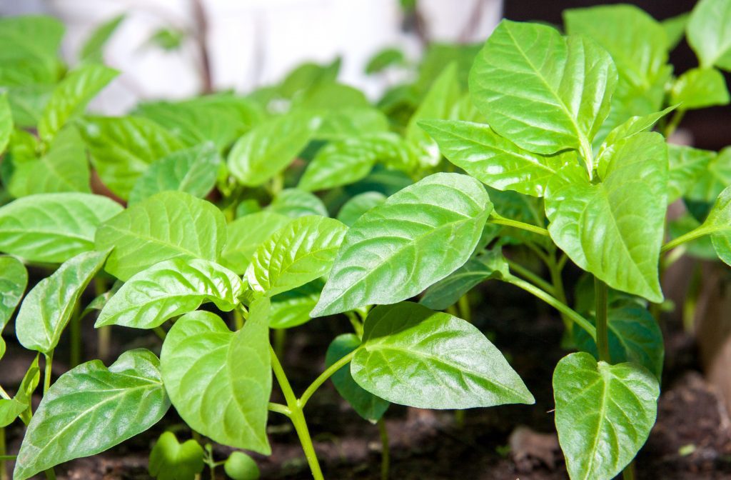 Мечты - то... сбываются!