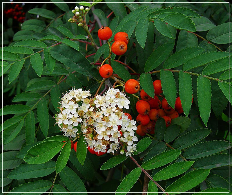 Камчатская рябина кустарниковая. Рябина красноплодная. Рябина обыкновенная цветет. Рябина двуцветная (sorbus). Sorbus 'red robin'.