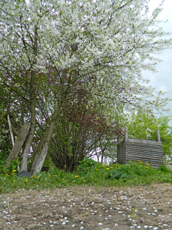 Лепестковый снег