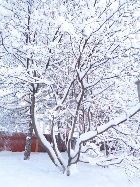 Вьюга-белошвейка