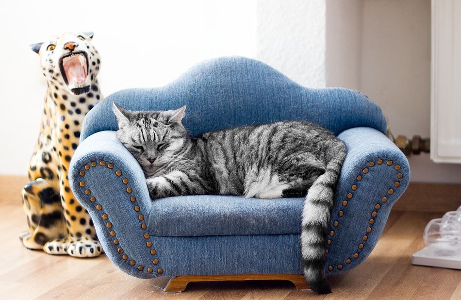 Тигры саблезубые