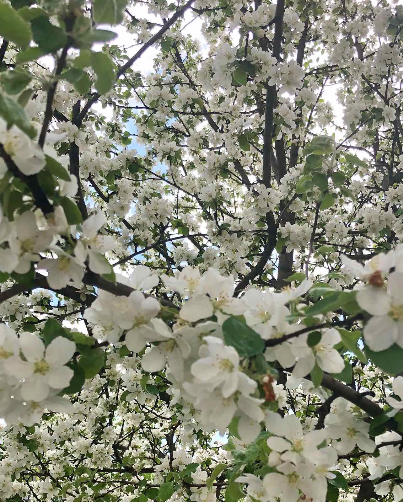 Сквозь кружево цветущих яблонь...