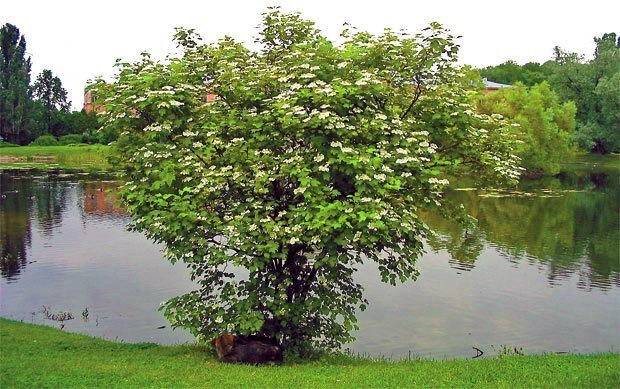 Далеко, далеко за широкой рекой (Людмила Иванова 17) / Стихи.ру