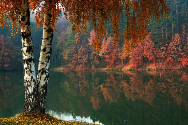 Скорбные руки осени